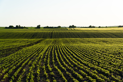 Rows of young soybean shoots on a soybean field. Rows of young, bright green soy plants. Landscape view of a young soy field. Green young soya plants growing from the soil. Agricultural concept.