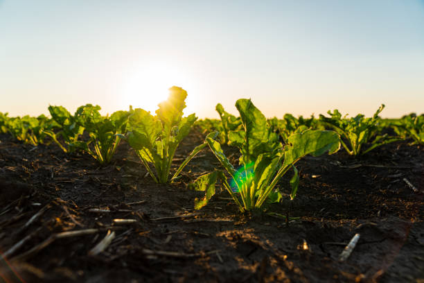 Closeup of green sugar beet sprouts planted in neat rows. Green young sugar beet plants growing from the soil. Backlit young sugar beet seedling. Young sugar beet field with sunset. Agriculture. primer plano de brotes de remolacha azucarera verde plantados en filas ordenadas. plantas verdes jóvenes de remolacha azucarera que crecen del suelo. plántula de remolacha azucarera joven retroiluminada. campo joven de remolacha azucarera con puesta de s