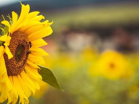 A scenic view of a field of sunflowers on a cloudy day