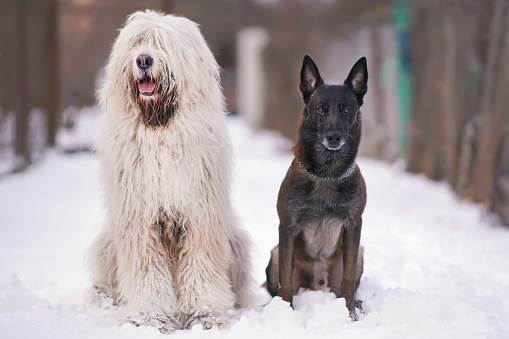 Young South Russian Shepherd dog posing outdoors with an adult Belgian Shepherd dog Malinois sitting together on a snow in winter