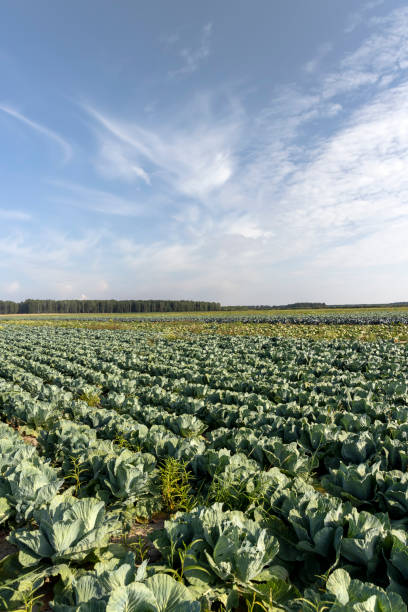 Agricultural field where cabbage is grown in cabbages, a field with growing, but not yet fully ripe cabbage in summer