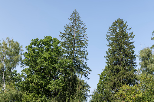 Trees in a mixed forest in summer, tall trees in sunny weather with blue sky
