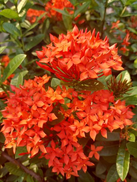istock Red asoka flower 1495621444