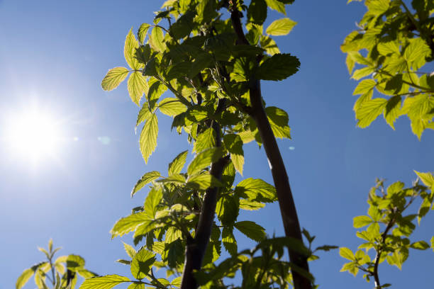 istock young raspberry shrub with green foliage and flowers 1495621669