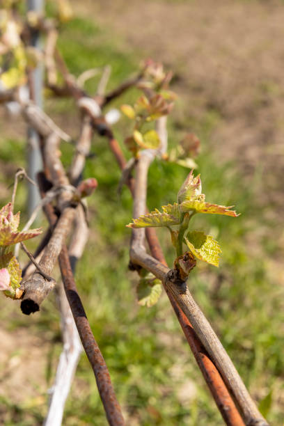 istock new grape leaves on the vine in early spring, close-up 1495622263