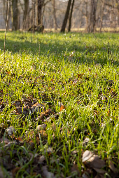 istock sunny green grass and small yellow flowers in the forest 1495623204