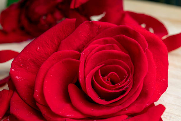 istock A beautiful red rose cut into pieces 1495623265