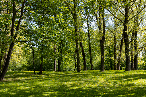 deciduous trees and green grass in the spring season in sunny weather, tall trees with green foliage on the background of green grass in the spring season