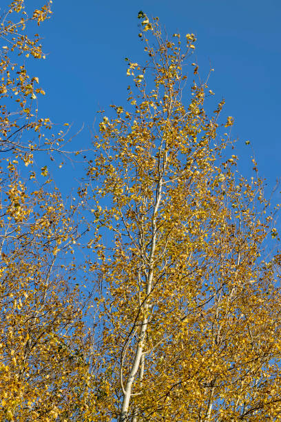 istock Birch forest with trees with yellow and green foliage 1495623395
