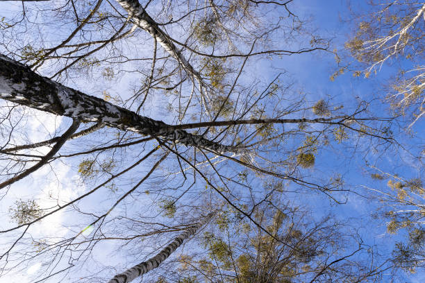 istock Tall birch trees in early spring without foliage 1495623454