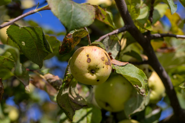 istock Apple harvest in the apple orchard 1495624163