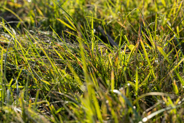 istock Green grass with a lot of damage and defects 1495624190