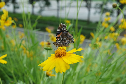 A Vanessa indica Indian Red Admiral Butterfly Collecting Pollen From A Yellow Flower Coreopsis lanceolata Lanceleaf Tickseed