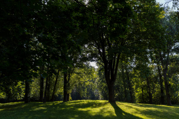 istock Deciduous trees with green foliage in summer 1495626967