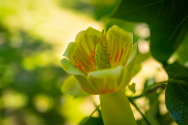 Close up macro photo time of a single flawless blossom