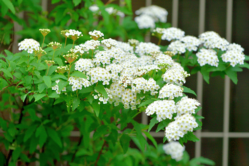 Spiraea cantoniensis, also called Bridal-wreath Spiraea, Cape May, Double white May, May bush, and Reeve's Spiraea, is a deciduous perennial shrub typically grown as an ornamental plant in gardens and parks. The plant can reach a height of about 2 meters, tends to be twiggy and spreading into a fountain-like form, and displays frothy clusters of white flowers along the terminal of arching branches. The bush blooms in April and May; hence the common name of May bush.