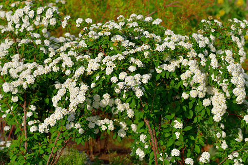 Spiraea cantoniensis, also called Bridal-wreath Spiraea, Cape May, Double white May, May bush, and Reeve's Spiraea, is a deciduous perennial shrub typically grown as an ornamental plant in gardens and parks. The plant can reach a height of about 2 meters, tends to be twiggy and spreading into a fountain-like form, and displays frothy clusters of white flowers along the terminal of arching branches. The bush blooms in April and May; hence the common name of May bush.