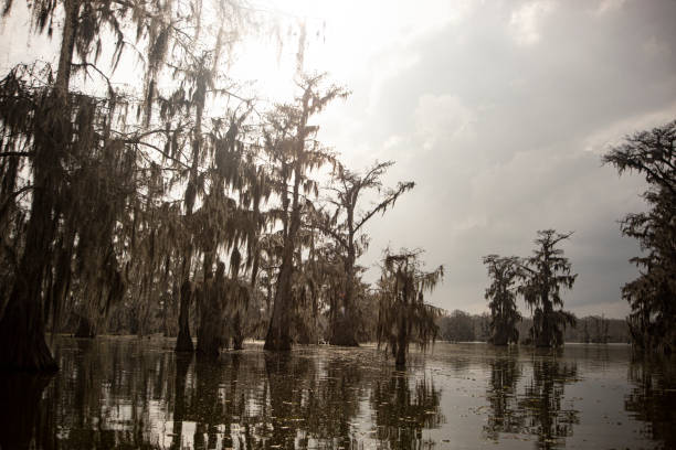 istock SUNSET IN THE SWAMP 1495639117