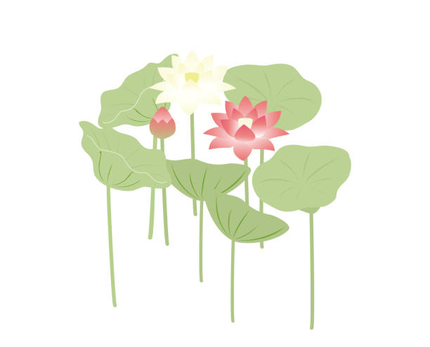 이것은 꽃이 만발한 연꽃의 그림입니다. - floating on water petal white background water stock illustrations