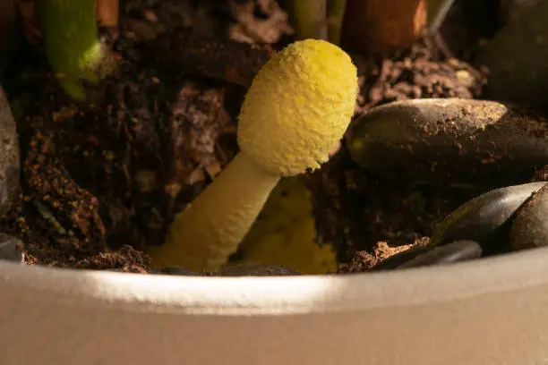 Plantpot Mushroom Growing in an Indoor Plant Pot