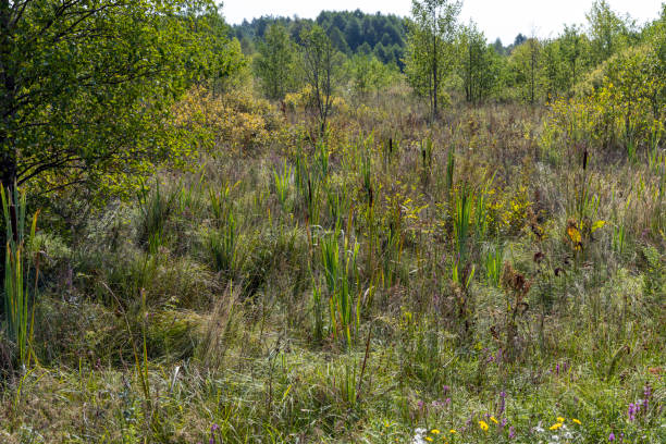 istock Swampy terrain with plants in summer 1495640625