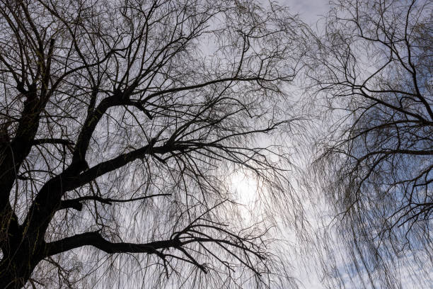 istock willow trees without foliage in the spring season 1495640688