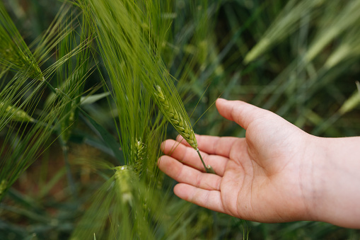One senior farmer standing in the wheat field on sunny spring day. Close up of human hand touching wheat plant.