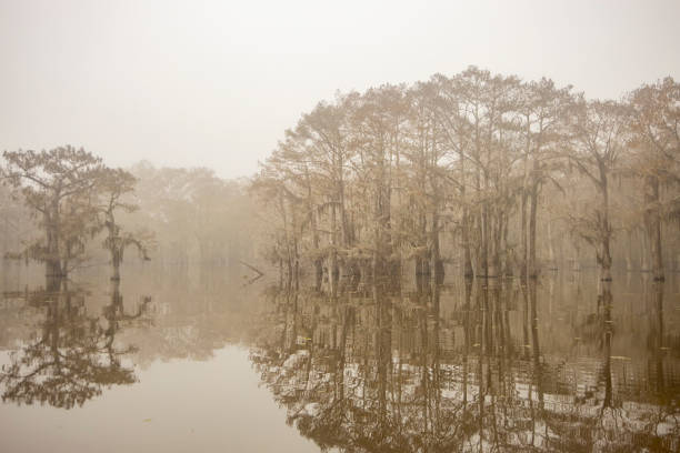 istock FOGGY SWAMP MORNING 1495640895