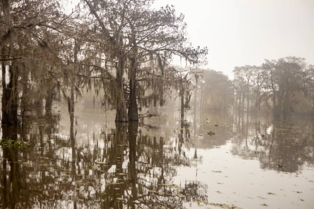 istock FOGGY ATCHAFALAYA SWAMP 1495642907