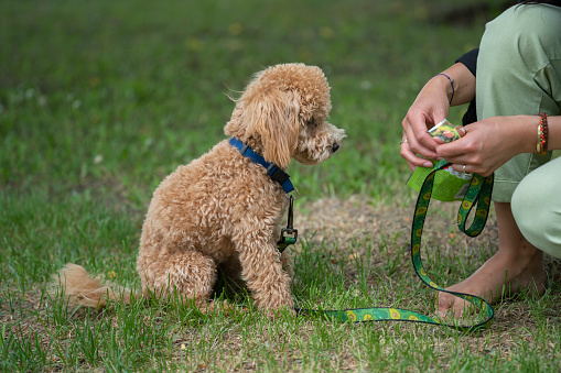 Portrait of a cute caramel mini poodle on a green background. The owner feeds the dog from her hand.