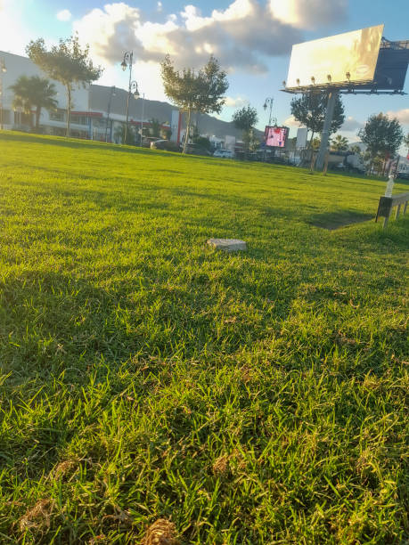 istock Magic of green grass exploring Its environmental benefits 1495643989