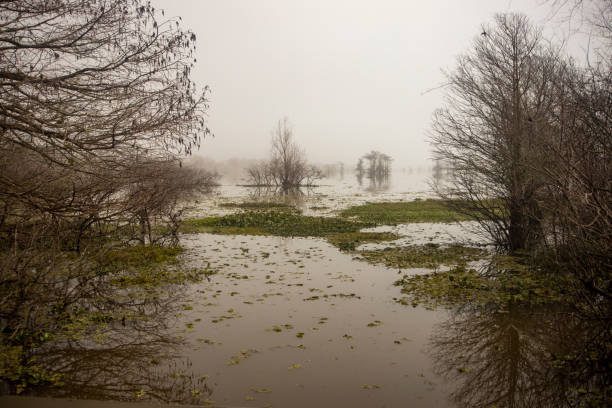 A foggy morning in the Atchafalaya Swamp