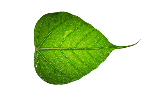 Leaf Jasmine