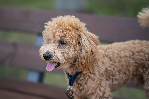 Portrait of a cute caramel mini poodle. The dog sits on a bench in the park.