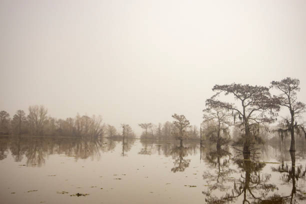 istock FOGGY ATCHAFALAYA SWAMP 1495644823