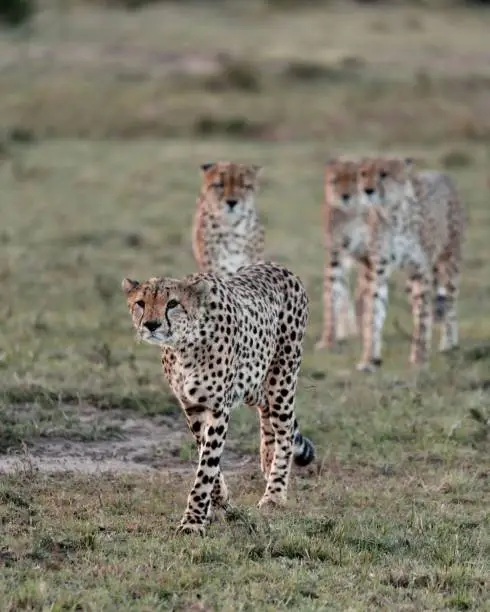 Photo of Stunning image of a pride of cheetahs striding across a verdant meadow