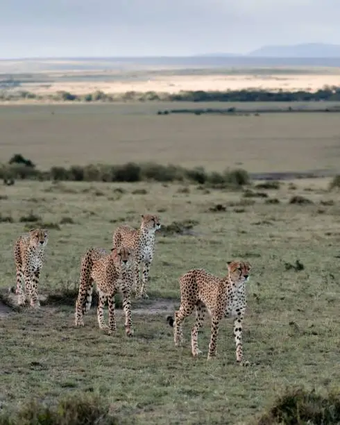 Photo of four cheetah are seen running through the grass in the wild