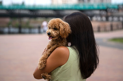 An Asian girl with black hair holds that poodle in her arms. The girl does not look at the camera.