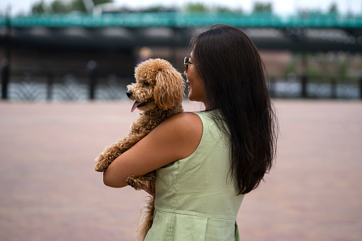 An Asian girl with black hair holds that poodle in her arms. The girl does not look at the camera.