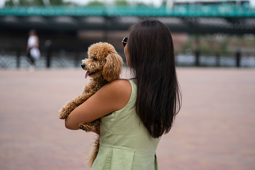 An Asian girl with black hair holds that poodle in her arms. The girl does not look at the camera.