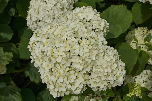 Hydrangea inflorescence (lat. Hydrangea). Hydrangea blooms in the garden.