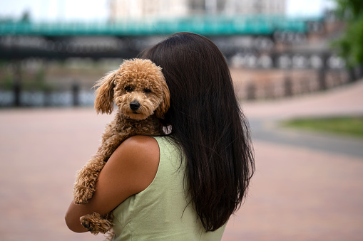 An Asian girl with black hair holds that poodle in her arms. The girl does not look at the camera.
