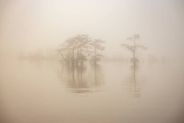 istock FOGGY SWAMP MORNING 1495648291
