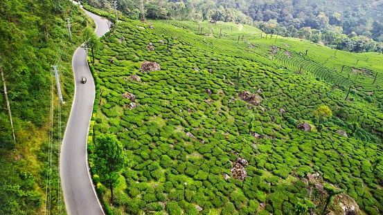 An aerial view of a rural road winding through lush green fields. Munnar, India.