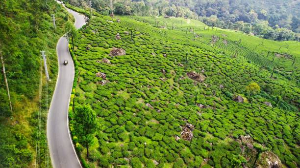 aerial view of a rural road winding through lush green fields. munnar, india. - munnar imagens e fotografias de stock