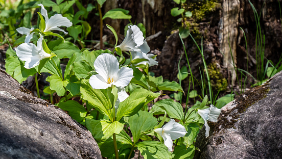 Close-up of white trillium flowers that are growing in the forest between two large stone boulders on a warm spring day in May with a blurred background.