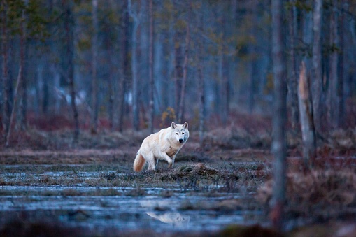 A beautiful white wolf walks through a wooded area.
