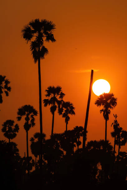 istock Sugar palm trees in beautiful sunset sky. 1495651460