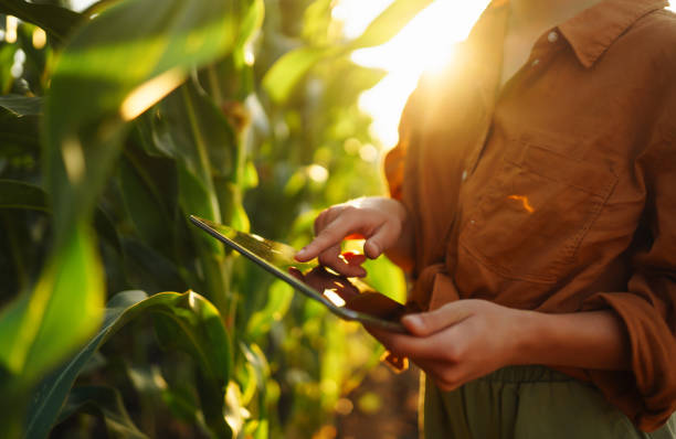 istock A farmer woman  a field a green corn plantation. 1495652222