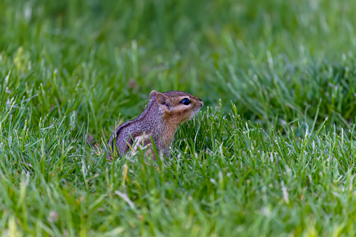 The Uinta Chipmunk (Tamias umbrinus) is endemic to the United States. This chipmunk was eating by the Queen's Garden Trail in Bryce Canyon National Park, Utah, USA.